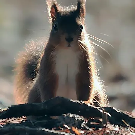 The In The Wood Keswick (Cumbria)