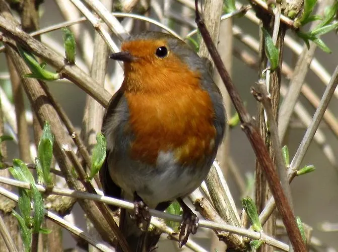 The In The Wood Hotel