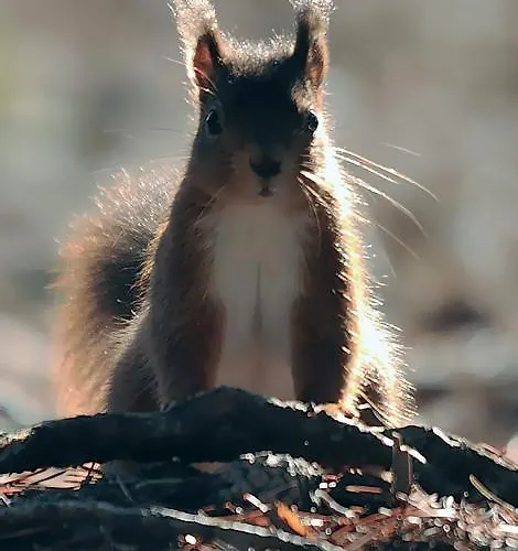 The In The Wood Keswick (Cumbria)